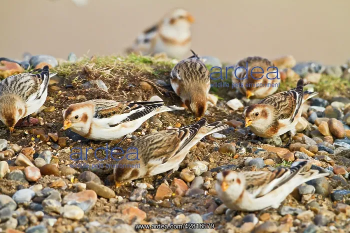 : Snow Bunting - flock feeding : Snow Bunting - flock feeding