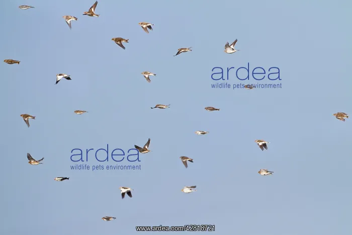 : Snow Bunting - flock in flight : Snow Bunting - flock in flight