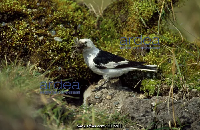  : Snow Bunting - with food in beak