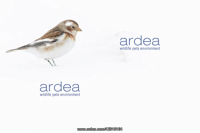 : Snow Bunting - looking for food under the snow - : Snow Bunting - looking for food under the snow -