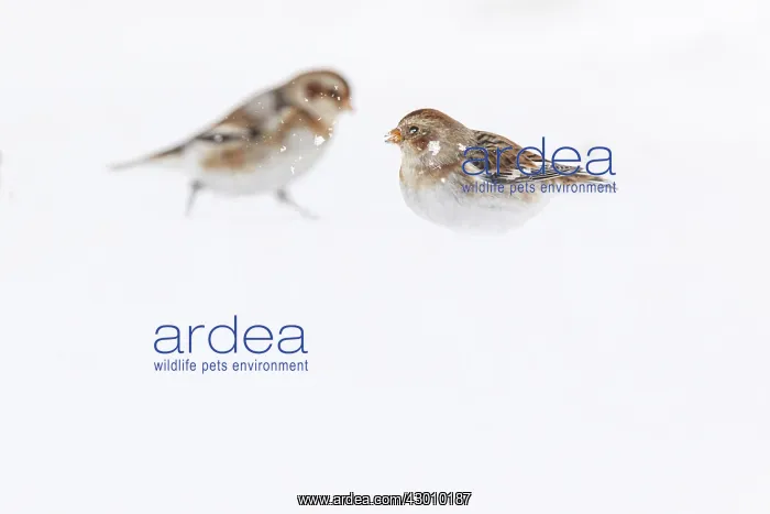 : Snow Bunting - looking for food under the snow - : Snow Bunting - looking for food under the snow -