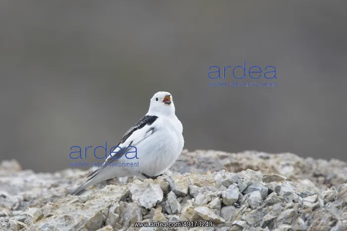 : Snow Bunting male : Snow Bunting male