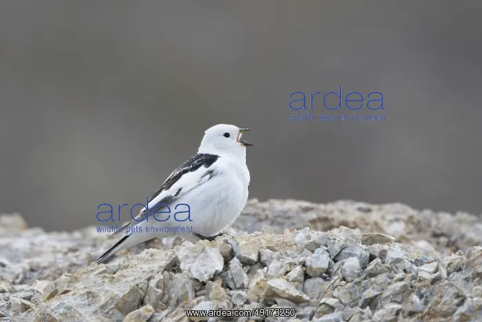: Snow Bunting male : Snow Bunting male