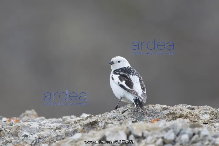 : Snow Bunting male : Snow Bunting male