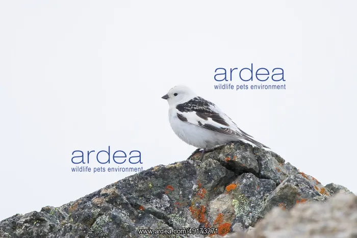 : Snow Bunting male : Snow Bunting male