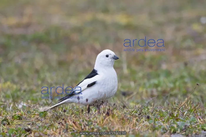 : Snow Bunting male : Snow Bunting male