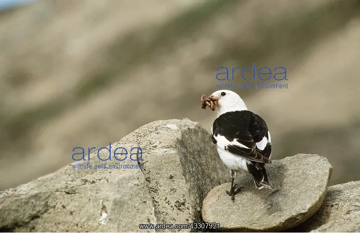 : SNOW BUNTING - male with food, on rock