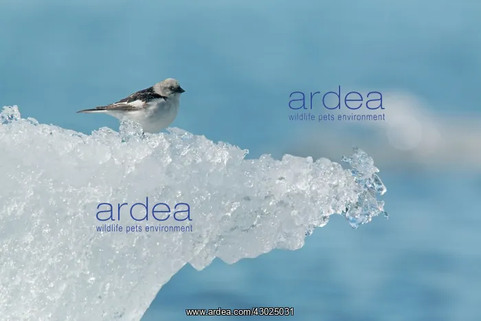 : Snow Bunting - male on iceberg : Snow Bunting - male on iceberg