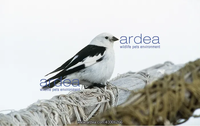 : SNOW BUNTING - male, on post with string : SNOW BUNTING - male, on post with string