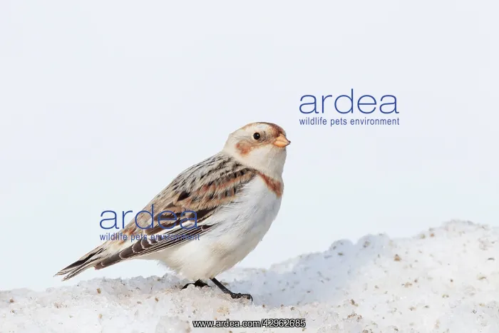 : Snow Bunting - non breeding plumage : Snow Bunting - non breeding plumage