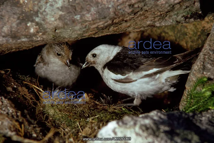 : SNOW BUNTING - pair at nest with young : SNOW BUNTING - pair at nest with young