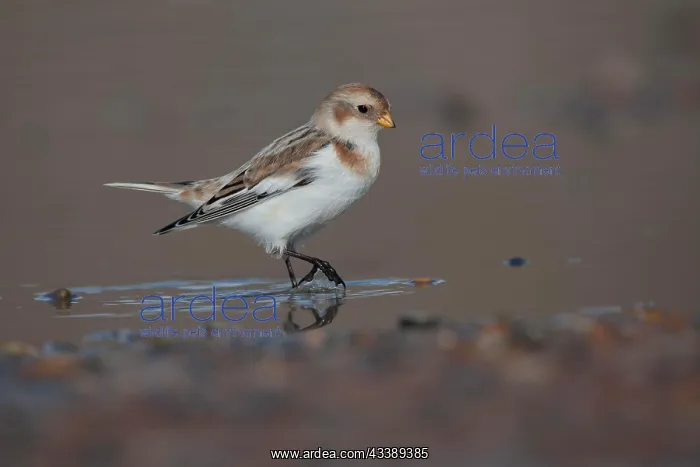 : Snow bunting (Plectrophenax nivalis) adult bird : Snow bunting (Plectrophenax nivalis) adult bird