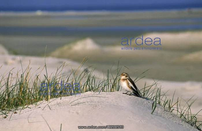 : Snow Bunting (Plectrophenax nivalis) adult stan : Snow Bunting (Plectrophenax nivalis) adult stan