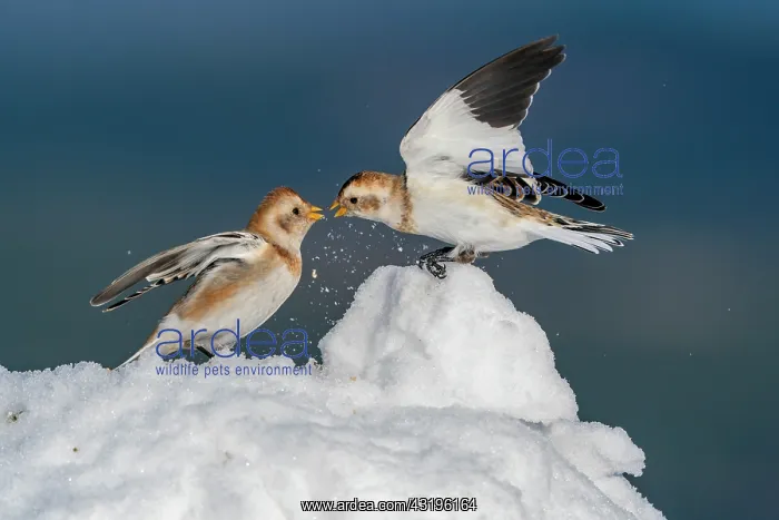 : Snow bunting (Plectrophenax nivalis) fighting on : Snow bunting (Plectrophenax nivalis) fighting on