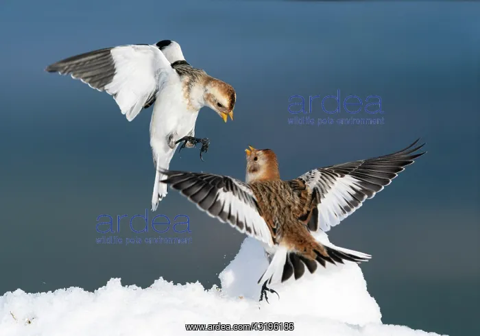 : snow bunting (Plectrophenax nivalis) male and female : snow bunting (Plectrophenax nivalis) male and female