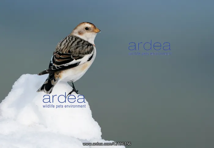 : Snow bunting (Plectrophenax nivalis) standing on : Snow bunting (Plectrophenax nivalis) standing on