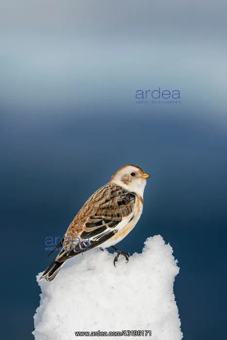 : Snow bunting (Plectrophenax nivalis) standing on : Snow bunting (Plectrophenax nivalis) standing on