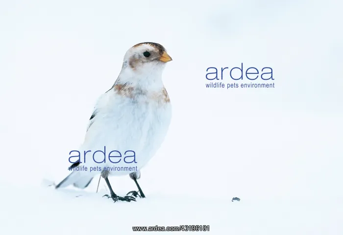 : Snow bunting (Plectrophenax nivalis) standing on : Snow bunting (Plectrophenax nivalis) standing on