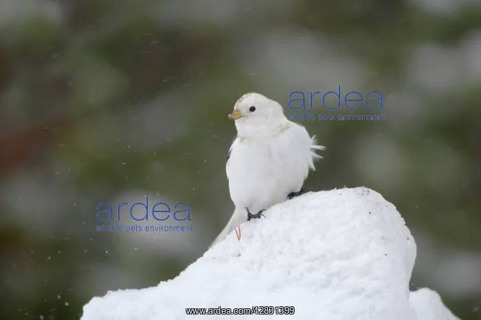 : Snow Bunting - searching for food in snow : Snow Bunting - searching for food in snow