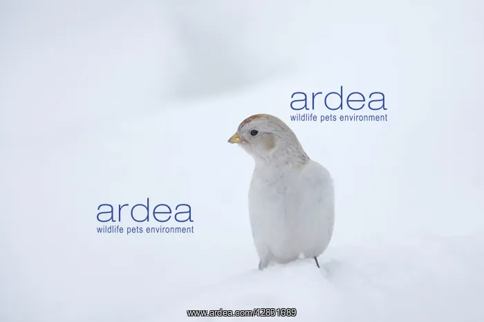 : Snow Bunting - searching for food in snow : Snow Bunting - searching for food in snow