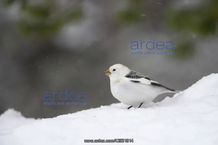 : Snow Bunting - singing in snow : Snow Bunting - singing in snow
