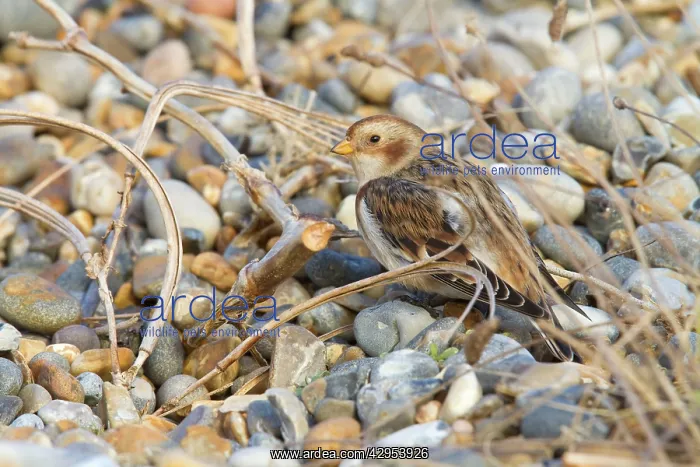 : Snow Bunting - Single adult female in winter plumage : Snow Bunting - Single adult female in winter plumage