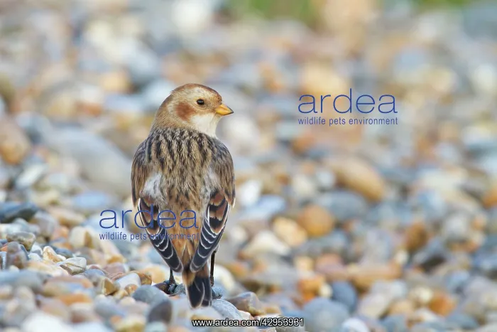  : Snow Bunting - Single adult female in winter plumage