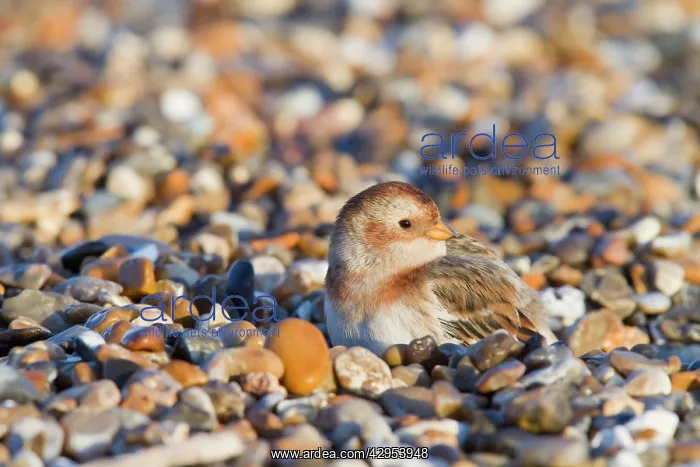 : Snow Bunting - Single adult female in winter plumage : Snow Bunting - Single adult female in winter plumage