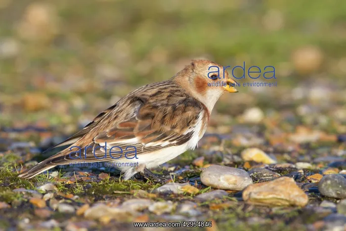 : Snow Bunting - Single adult female in winter plumage : Snow Bunting - Single adult female in winter plumage