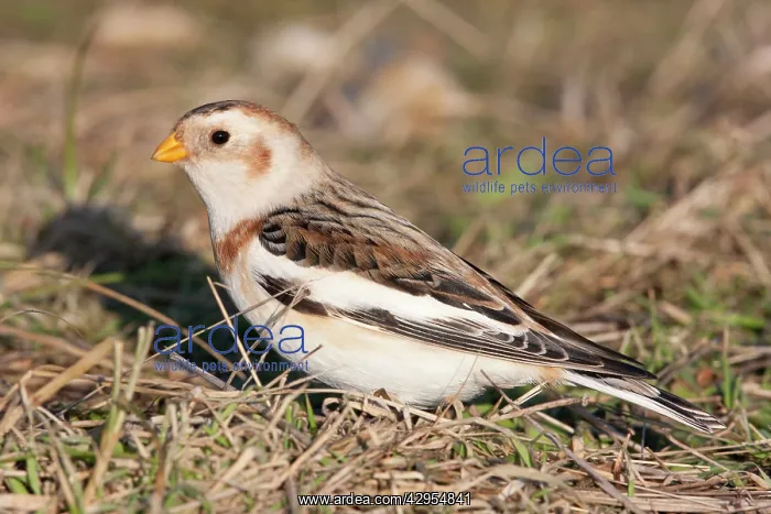 : Snow Bunting - Single adult male foraging for seed in grass : Snow Bunting - Single adult male foraging for seed in grass