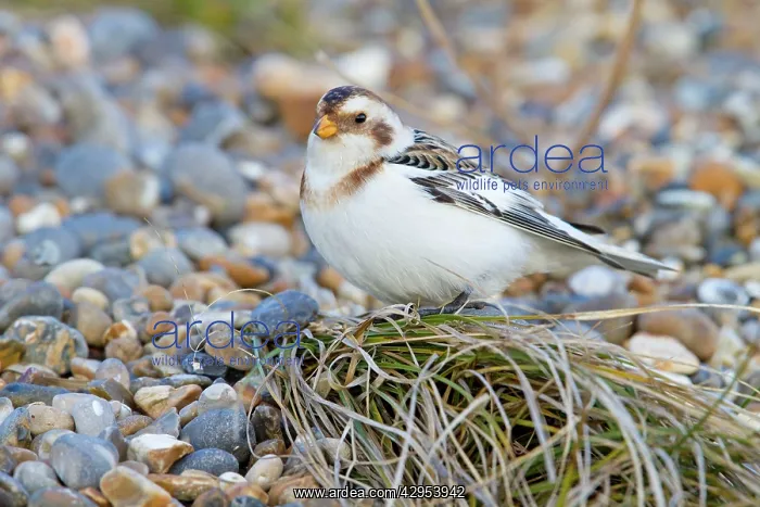: Snow Bunting - Single adult male perching on a : Snow Bunting - Single adult male perching on a