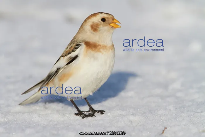 : Snow Bunting - Single adult male perching on snow : Snow Bunting - Single adult male perching on snow