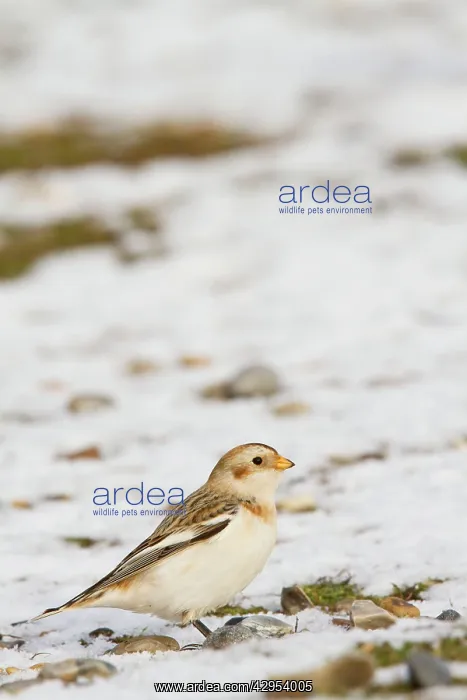 : Snow Bunting - Single adult male perching on snow : Snow Bunting - Single adult male perching on snow