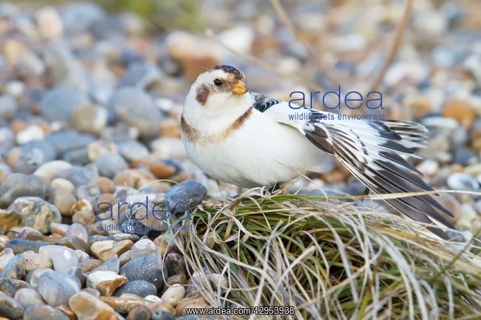 : Snow Bunting - Single adult male stretching : Snow Bunting - Single adult male stretching