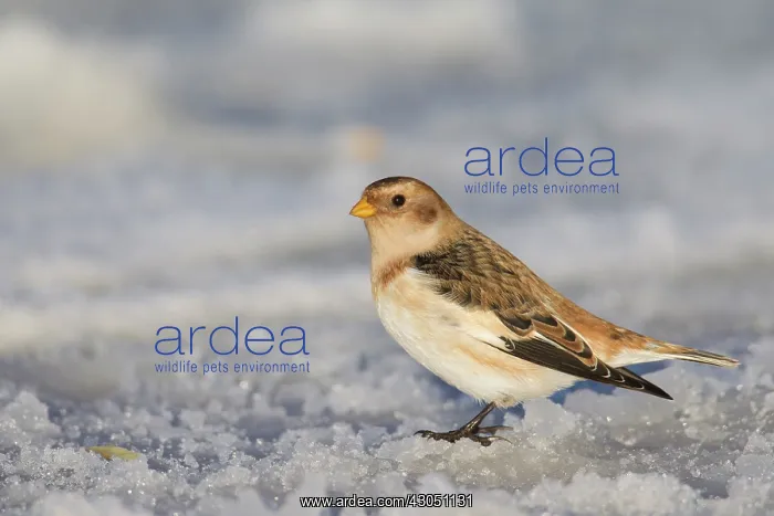 : Snow Bunting Snow Bunting adult in snow Iceland : Snow Bunting Snow Bunting adult in snow Iceland