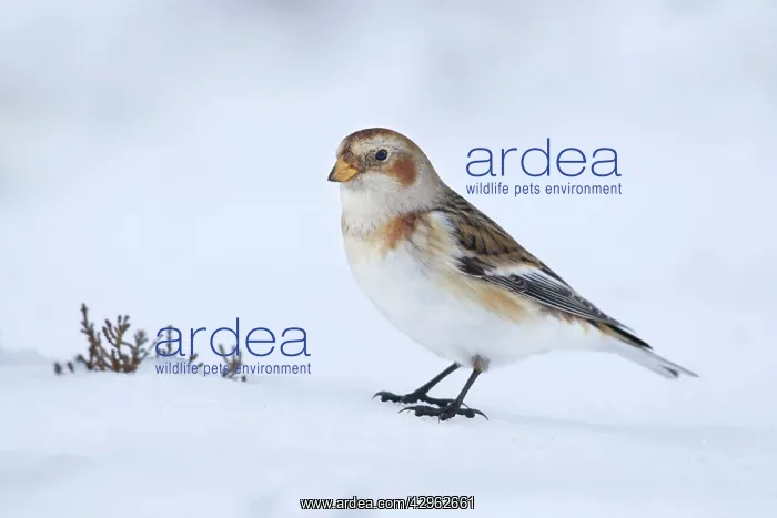 : Snow Bunting - standing on snow looking for seeds : Snow Bunting - standing on snow looking for seeds