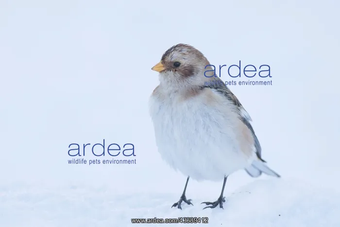 : Snow Bunting winter : Snow Bunting winter