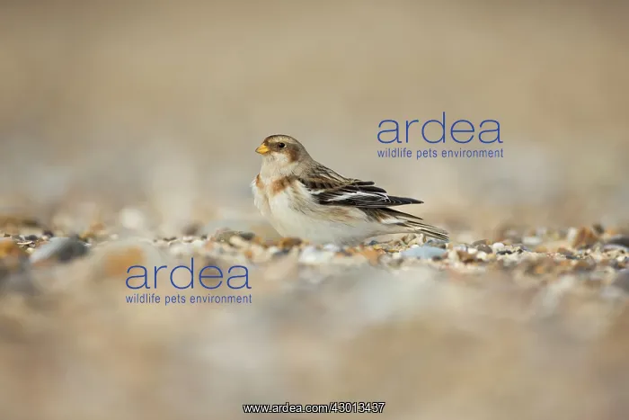 : Snow Bunting winter migration Suffolk, UK : Snow Bunting winter migration Suffolk, UK