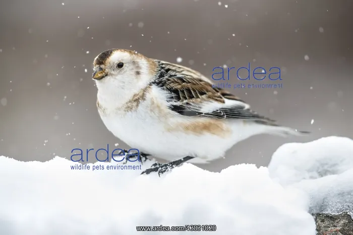 : Snow Bunting - Winter - Scotland - UK : Snow Bunting - Winter - Scotland - UK