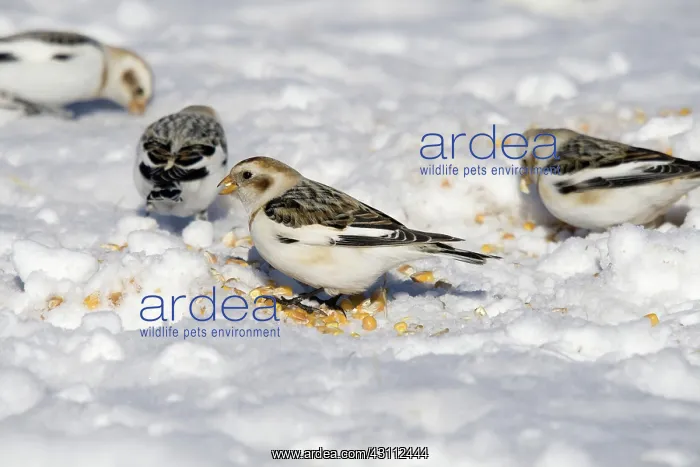 : Snow Buntings : Snow Buntings
