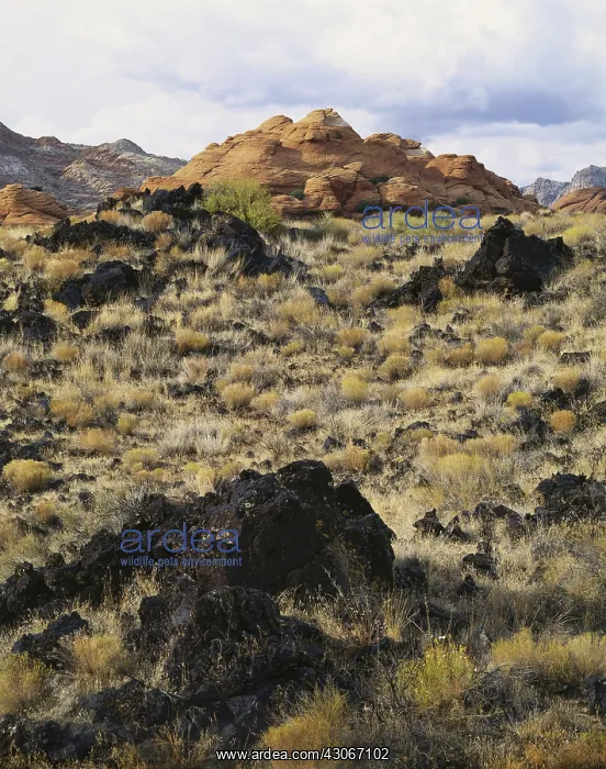 : Snow Canyon, Utah : Snow Canyon, Utah
