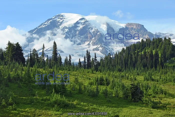 : Snow-capped summit of Mount Rainier, Mount Rainier : Snow-capped summit of Mount Rainier, Mount Rainier