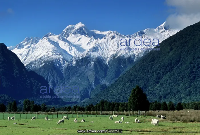 : Snow-clad Mount Tasman rises above green : Snow-clad Mount Tasman rises above green