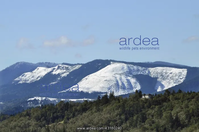 : Snow in Clearcuts : Snow in Clearcuts