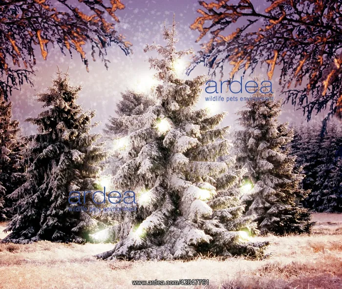 : Snow - Conifers in winter landscape with Christmas lights : Snow - Conifers in winter landscape with Christmas lights