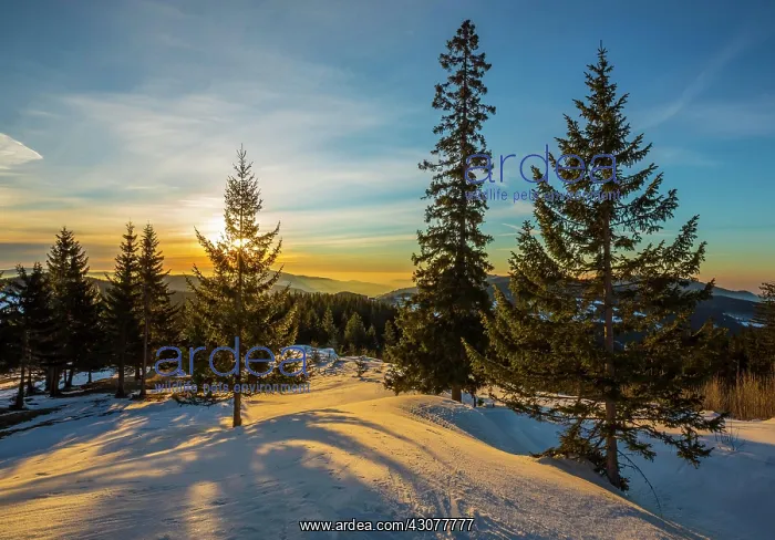 : Snow-covered alp at sunrise with Spruces trees (Picea) : Snow-covered alp at sunrise with Spruces trees (Picea)