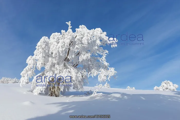 : Snow covered beech tree, Winbuche, in winter, Schauinsland : Snow covered beech tree, Winbuche, in winter, Schauinsland