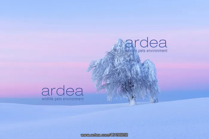 : Snow covered beech tree, Winbuche, at dawn, Winter : Snow covered beech tree, Winbuche, at dawn, Winter