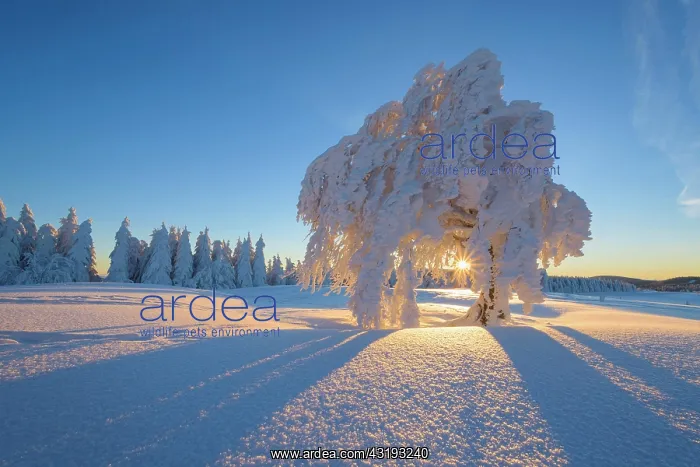 : Snow covered beech tree, Winbuche, at Sunrise in : Snow covered beech tree, Winbuche, at Sunrise in
