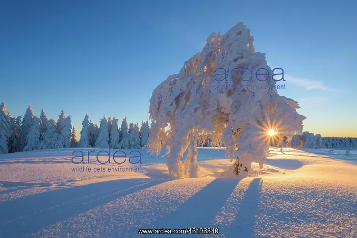 : Snow covered beech tree, Winbuche, at Sunrise in : Snow covered beech tree, Winbuche, at Sunrise in